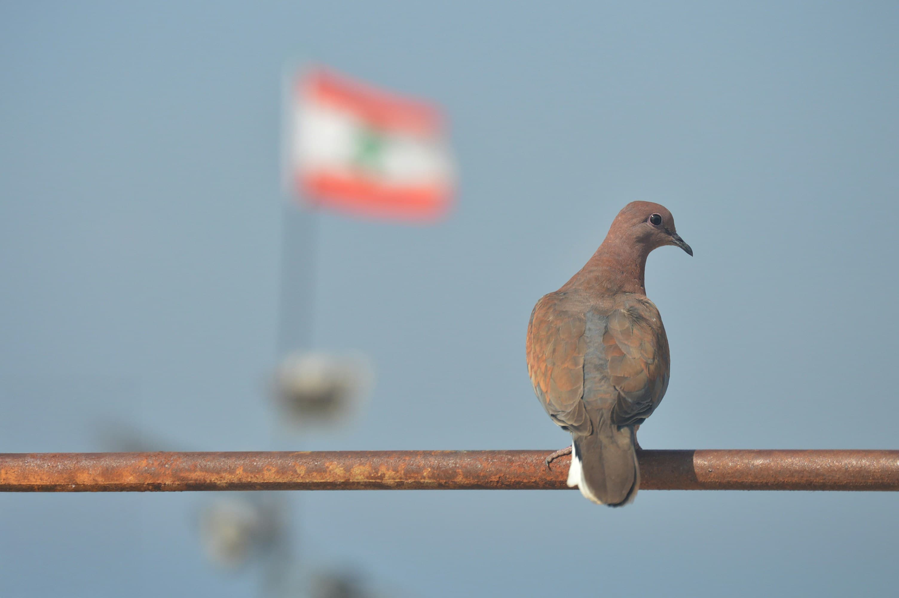 A dove perched against the Lebanese flag
